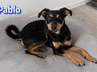 Pablo, 09/25 - treuer Begleiter sucht Familie