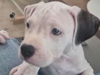 American Bully Welpen Mix Mischlinge