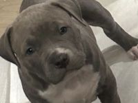 American Bully Welpen Mix Mischlinge