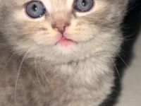 Kitten abzugeben
