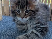 Maine Coon Kitten