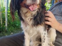 Isidoro, a.d.Tierschutz, sucht Happy-Home