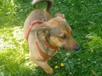 Nano, a.d.Tierschutz, sucht Happy-Home