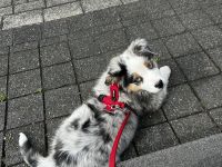 Australian Shepherd Hündin