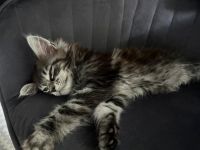 Maine Coon Kitten, Katzenbabys