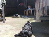 Havanneser Malteser Welpen Mix