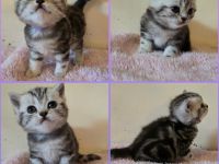 BKH Black Silver Tabby Classic Kitten mit Stammbaum