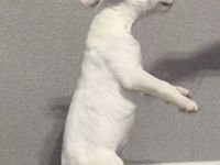 Miniature Bull Terrier Welpen mit FCI-Papieren warten darauf, Ihre Familie glücklicher zu machen.