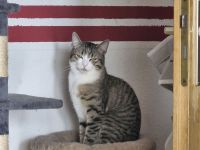 2 Katzenbaby abzugeben sind beide 8 Monate alt heißen Tommy & Mia