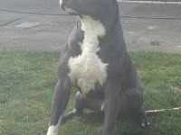 American Staffordshire Terrier Rüde Blue Line