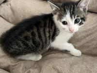 5 Süße EKH-Kitten suchen ihr Für-immer-Zuhause Anfang Juli