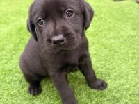 Labrador Welpe