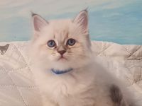 Neva Masquarade Kitten