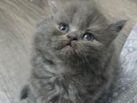 Bkh kitten 3x weiblich