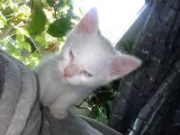 3 Weiße Katzen