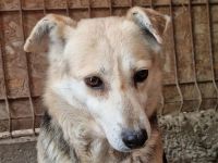 Jelka, sensible Hündin mit Potenzial wartet auf ihre Chance bei verständnisvollen Menschen, 3J, 46cm