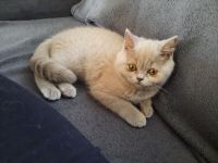 Bkh Kitten