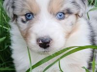 Aussergewöhnliche Australian Shepherd Welpen mit Papieren