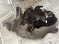BKH Kitten