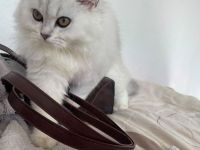 Wunderschöne Britisch Kurzhaar Kitten BLH abzugeben