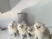 Wunderschöne Britisch Kurzhaar Kitten BLH abzugeben