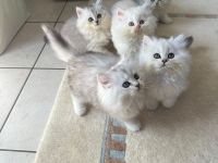 Wunderschöne Britisch Kurzhaar Kitten BLH abzugeben
