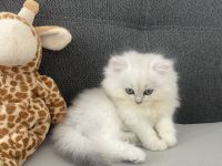 Süße BKH Kitten abzugeben