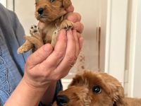 Cockapoo aus der Villa Dutschke