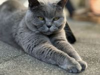 2 British Kurzhaar Katzen
