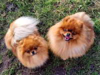Pomeranian Welpen
