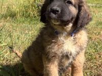 Süsse Leonberger Bernersennen Mix Welpen zu verkaufen. Mama Leonberger Papa Bernersennenmix