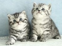 Wurfankündigung BKH Silver Tabby aus HCM geschallte Linien, PKD negativ getestet, mit Thermochip