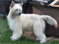 Chinese Crested Dog~ Chinesischer Schopfhund