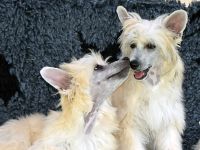 Chinese Crested Dog~ Chinesischer Schopfhund