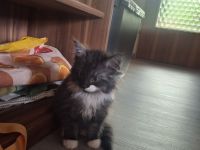 Maine Coon Kätzchen