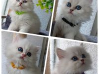 Reinrassige Britisch langhaar Kitten in Black silver shaded mit blauen Augen