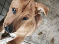 Alf sucht sein Für-immer-Zuhause