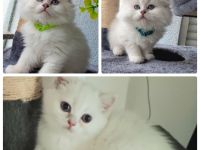 Reinrassige Britisch kurz und langhaar Katerchen in Weiß point mit strahlend blauen Augen