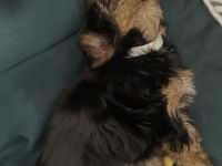 Unsere Yorkshire-Terrier-Welpen suchen ein liebevolles Zuhause