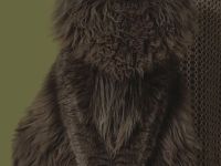 XXL Maine Coon Deckkater Pablo