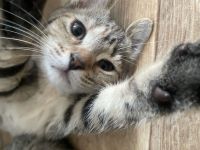 4 Katzen Babys ab 12. Woche abzugeben