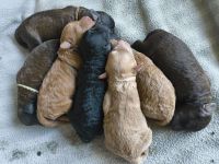 Mini Labradoodle Rüden aus chemiefreier gesunder Aufzucht mit Papieren