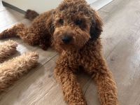 Wurfankündigung: Mini Labradoodle aus chemiefreier gesunder Aufzucht mit Papieren
