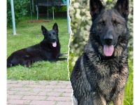 DSH Schäferhund Welpen mit geradem Rücken