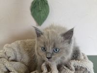 Ragdoll Cherubim Kitten mit Stammbaum