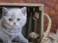 BKH Kitten mit Stammbaum direkt vom Züchter