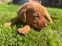 FCI Ungarische Vizsla Welpen aus dem Zwinger „Hernádi Rutinos Vadász“
