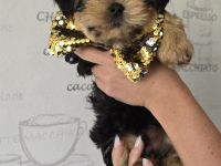 Yorkie Welpen