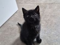 Kitten schwarzer Kater