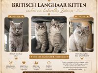 Wunderschöne British Langhaar- und Kurzhaarkätzchen abzugeben